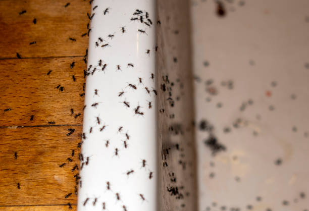 Best Rat Extermination Near Me  in Pierce, CO