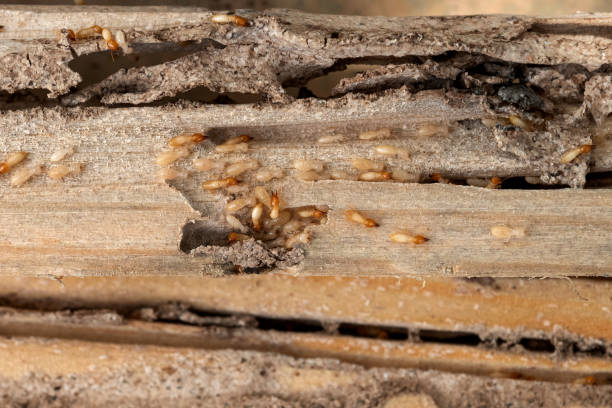 Best Bed Bug Extermination  in Pierce, CO